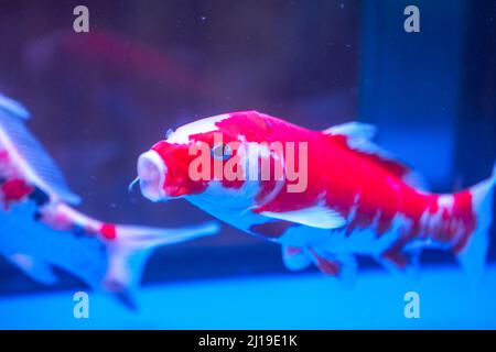 Primo piano della carpa koi grande sollevata in serbatoio di pesce professionale Foto Stock