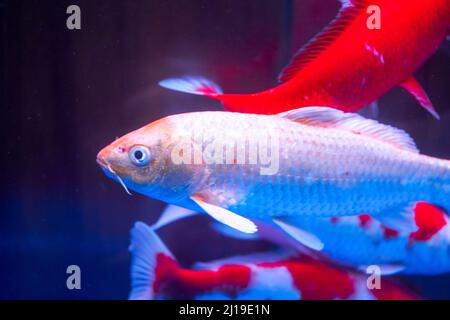 Primo piano della carpa koi grande sollevata in serbatoio di pesce professionale Foto Stock