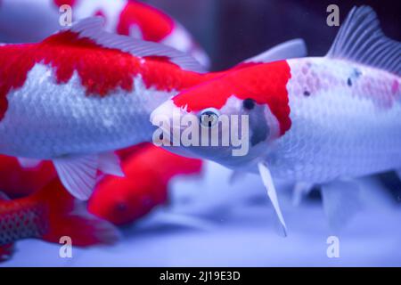 Primo piano della carpa koi grande sollevata in serbatoio di pesce professionale Foto Stock