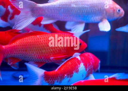 Primo piano della carpa koi grande sollevata in serbatoio di pesce professionale Foto Stock