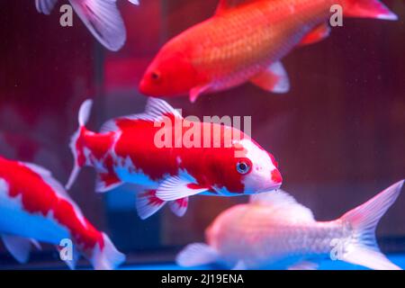 Primo piano della carpa koi grande sollevata in serbatoio di pesce professionale Foto Stock