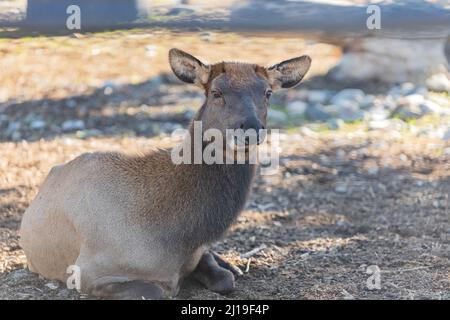 Alce femmina o Cervus canadensis. Elk. Primo piano di alci femminili nel parco in Canada. Messa a fuoco selettiva, senza persone, foto di viaggio Foto Stock