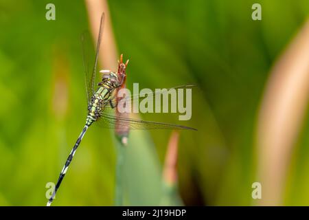 Una libellula verde con strisce nere appollaiate su un fiore giallo iride germoglio, sfumato verde fogliame sfondo Foto Stock