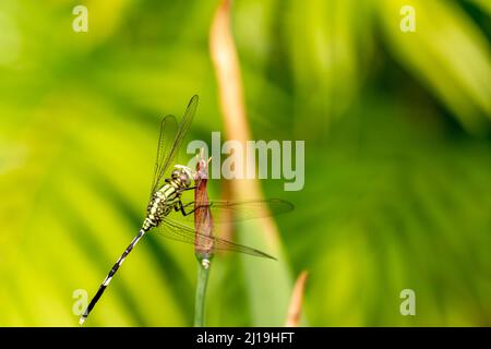 Una libellula verde con strisce nere appollaiate su un fiore giallo iride germoglio, sfumato verde fogliame sfondo Foto Stock