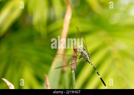 Una libellula verde con strisce nere appollaiate su un fiore giallo iride germoglio, sfumato verde fogliame sfondo Foto Stock