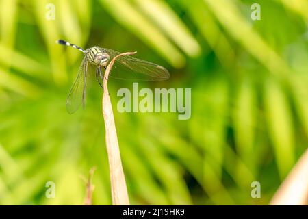 Una libellula verde con strisce nere appollaiate su un fiore giallo iride germoglio, sfumato verde fogliame sfondo Foto Stock