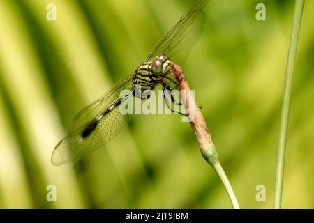 Una libellula verde con strisce nere appollaiate su un fiore giallo iride germoglio, sfumato verde fogliame sfondo Foto Stock