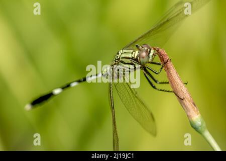 Una libellula verde con strisce nere appollaiate su un fiore giallo iride germoglio, sfumato verde fogliame sfondo Foto Stock