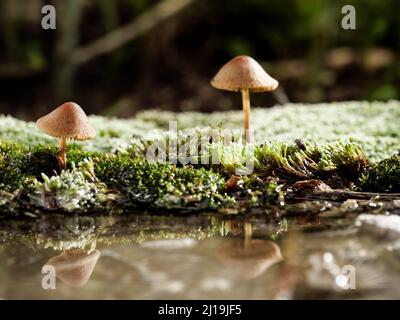 I funghi che crescono sulla muschio si riflettono nell'acqua. Macro fotografia, spazio di copia. Foto Stock
