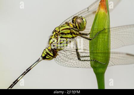 Una libellula verde con strisce nere appollaiate su un fiore giallo iride germoglio, sfumato verde fogliame sfondo Foto Stock