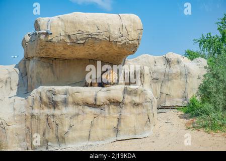 un leone enorme giace su una pietra Foto Stock