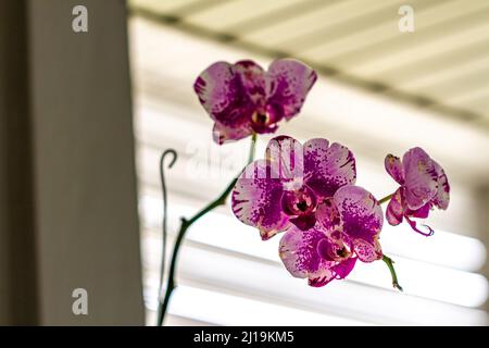 Orchidee viola in fiore, crescendo in pentole appese nella zona ufficio, abbellire la vista Foto Stock