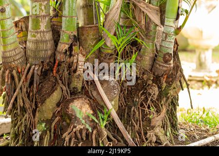 Un grumo di piante di palma con foglie verdi sottili e appuntite, piantate in un giardino d'ufficio come un condizionatore naturale e decorazione, il concetto di ritorno Foto Stock