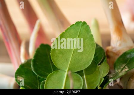 Da vicino alla foglia di bergamotto con sfondo galangale sfocato, uno degli ingredienti per cucinare cibo tailandese come la zuppa di pollo al latte di cocco. Foto Stock