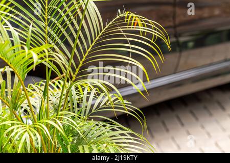 Un grumo di piante di palma con foglie verdi sottili e appuntite, piantate in un giardino d'ufficio come un condizionatore naturale e decorazione, il concetto di ritorno Foto Stock