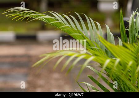 Un grumo di piante di palma con foglie verdi sottili e appuntite, piantate in un giardino d'ufficio come un condizionatore naturale e decorazione, il concetto di ritorno Foto Stock