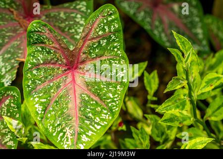 Foglie di piante di Taro che hanno foglie colorate, possono essere utilizzate per abbellire il giardino o essere utilizzate come piante in vasi Foto Stock