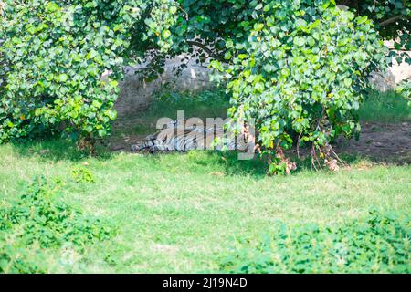 la grande tigre bengala si trova sotto un albero nello zoo Foto Stock