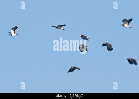 Lappi settentrionali (Vanellus vanellus), in volo, Emsland, bassa Sassonia, Germania Foto Stock