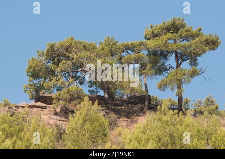 Pino (Pinus pinea), Provincia di Izmir, Turchia Foto Stock