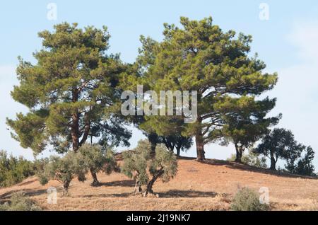 Pino (Pinus pinea), Provincia di Izmir, Turchia Foto Stock