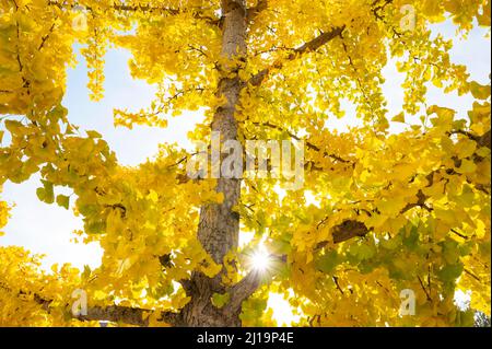 Ginkgo (Ginkgo biloba), foglie gialle in autunno, con stella solare, Turingia, Germania Foto Stock