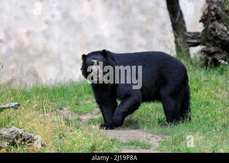 Orsetto (Tremarctos ornatus), adulto, running, prigioniero Foto Stock