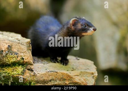 Ferret (Mustela putorius furo), Adulto, captive, Germania Foto Stock