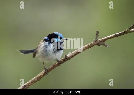 Superba fata-wren (Malurus cyaneus) uccello adulto seduto su un ramo di albero, Victoria, Australia Foto Stock