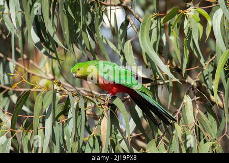 Pappagallo del re australiano (Alisterus scapularis) uccello femmina adulto in un albero, fiume Kennett, Victoria, Australia Foto Stock