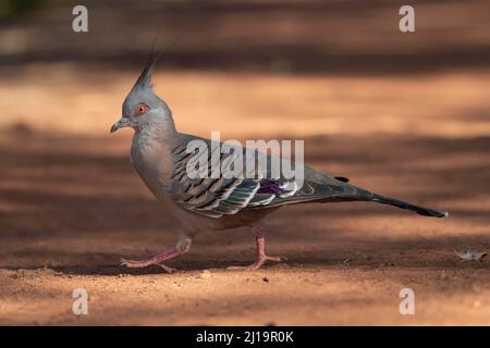 Piccione crestato (Ocyphaps lophotes) uccello adulto che cammina su un sentiero, territorio del Nord, Australia Foto Stock