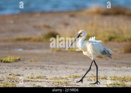 Spatola Eurasiana (Platalea leucorodia), uccello adulto, Texel, Olanda del Nord, Paesi Bassi Foto Stock