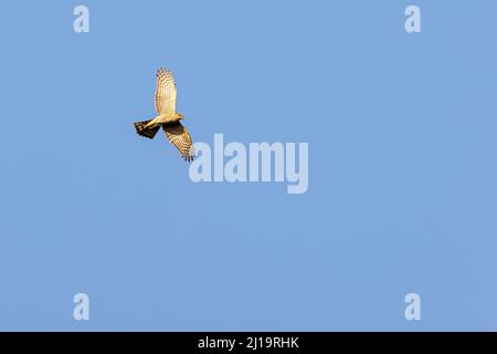 Sparrowhawk Eurasiano (Accipiter nisus), femmina in volo. JuodkrantÄ—, Curonian Spit, Klaipeda, Lituania Foto Stock