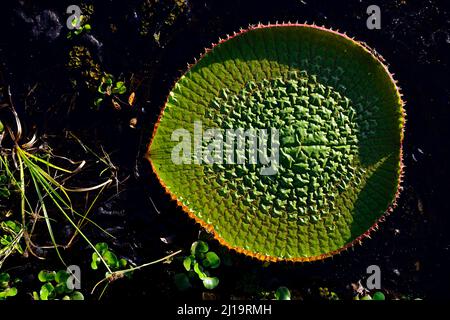 Giglio d'acqua amazzonica (Victoria amazonica), foglia giovane, Pantanal, Mato Grosso, Brasile Foto Stock