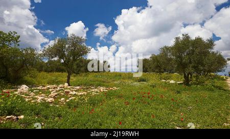 Primavera a Creta, piccoli alberi verdi su prato di primavera con fiori rossi, cielo blu scuro con nuvole di primavera bianche, sito di scavo, Aptera, Creta occidentale Foto Stock