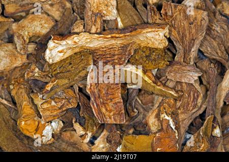 Boleti essiccati (Boletus edulis) Foto Stock