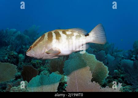 Nassau grouper (Epinephelus striatus) nuoto sulla barriera corallina, Jardines de la Reina Parco Nazionale, Mar dei Caraibi, Camagueey e Ciego de Avila Foto Stock