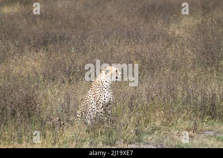 Il ritratto primo piano di un ghepardo seduto a terra Foto Stock