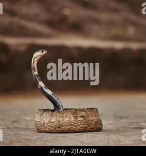 Serpente indiano con occhiale - Cobra, serpente velenoso con il suo cappuccio - lat. Naja naja. Incantatore di serpenti e cobra in un cestino. Vita selvaggia, serpenti asiatici Foto Stock