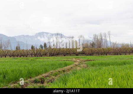 Peachtree o frutteto pesca vista panoramica in una stagione piovosa in primavera Foto Stock