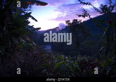 Vista di mattina presto dal Lodge nella giungla Foto Stock