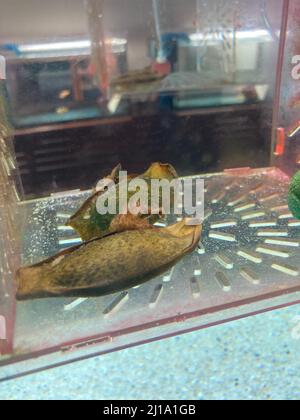 Ko Phi Phi, Tailandia. 12th Mar 2022. Uova dello squalo di bambù a bande brune (Chiloscillium punctatum) nel Marine Discovery Centre del villaggio SaII Phi Phi Island Village. Sull'isola dei sogni thailandesi di Ko Phi Phi, gli squali di bambù sono stati allevati per diversi mesi e rilasciati nella natura selvaggia come animali giovani. (A dpa 'Salva i nostri squali': Bred Bamboo squali rilasciato fuori Ko Phi Phi') Credit: Carola Frentzen/dpa/Alamy Live News Foto Stock