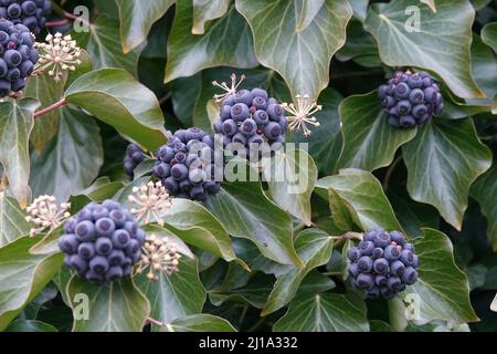 Bacche viola mature di edera comune Foto Stock