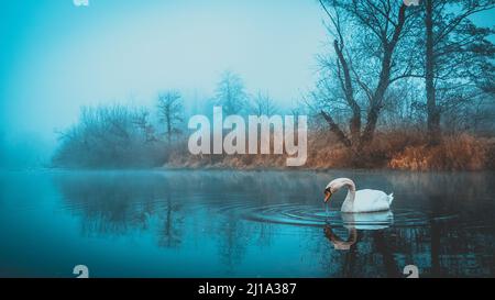 Una bella vista di un cigno nuotare tranquillamente nel fiume durante l'inverno Foto Stock