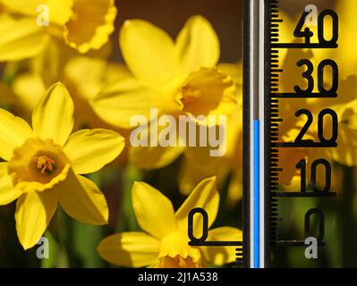 Termometro mostra 25 gradi celsius in naffodils giallo, fiori primavera classico primo piano Foto Stock