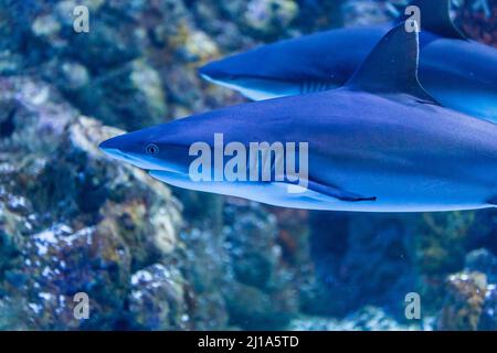 Due squali della barriera corallina Blacktip nuotano attraverso la barriera corallina, Australia Foto Stock