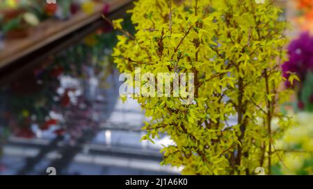 Cespuglio di forsytia gialla fiorente con fiori in un giorno di primavera luminoso. Concetto di primavera e background di primavera. Foto Stock