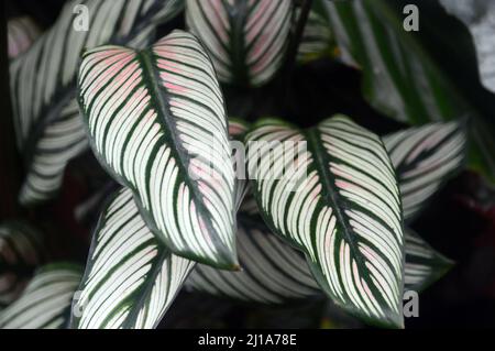 Stripy Leaf Calathea 'White Star' (Goeppertia Majestica) Casa pianta coltivata a RHS Garden Harlow Carr, Harrogate, Yorkshire, Inghilterra, Regno Unito. Foto Stock