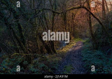 Nel tardo pomeriggio si illuminano gli alberi in una valle boscosa a Bodmin Moor in Cornovaglia. Foto Stock