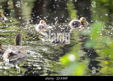 Amburgo, Germania. 14th maggio 2020. Pulcini di un mallardo (Anas platyrhynchos) nuotano su un corpo d'acqua nel Moor Eppendorfer a Groß Borstel. Credit: Jonas Walzberg/dpa/Alamy Live News Foto Stock